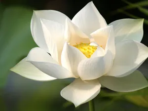 Blooming White Lotus Flower Wallpaper