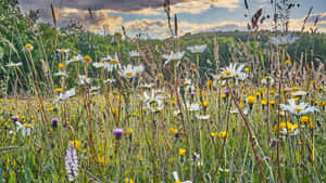 Blooming Wildflowers In A Lush Meadow Wallpaper