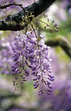 Blooming Wisteria Branches Wallpaper