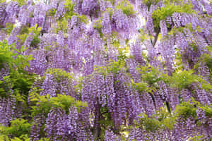 Blooming Wisteria Cascade Wallpaper