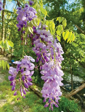 Blooming Wisteria Cascades Wallpaper