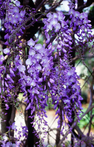 Blooming Wisteria Cascades Wallpaper