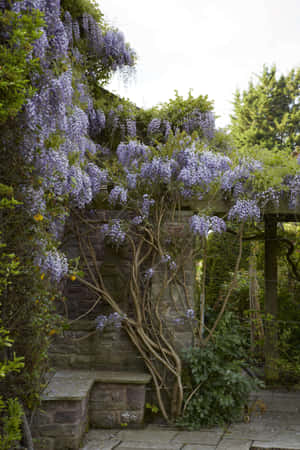 Blooming Wisteria Pergola Garden Wallpaper