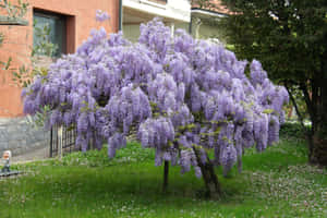 Blooming Wisteria Tree Garden View Wallpaper