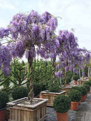 Blooming Wisteria Treesin Pots Wallpaper