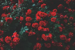 Blooming With Adoration | A Cute Rose Wallpaper