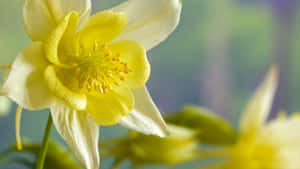 Blooming Yellow Daffodils In A Garden Wallpaper