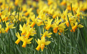 Blooming Yellow Daffodils In Nature Wallpaper