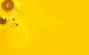 Blooming Yellow Daisy In Nature Wallpaper