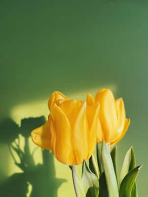 Blooming Yellow Tulips In A Sunny Garden Wallpaper