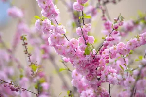 Blossom Bliss - An Enchanting Flower Tree In Full Bloom Wallpaper