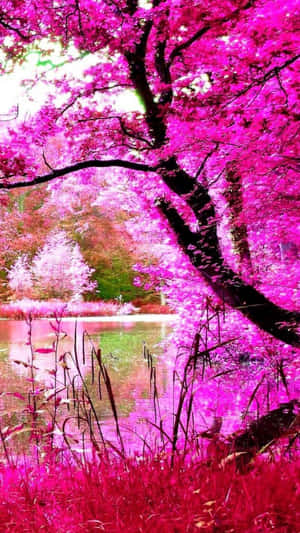 Blossom In Nature Wallpaper