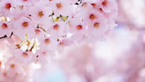 Blossom In Pink Wallpaper