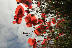 Blossoming Beauty - Google Pixel In Bloom Collection's Red Poppy Wallpaper Wallpaper