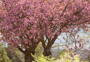 Blossoming Flower Tree In A Garden Wallpaper
