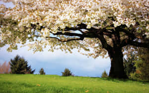 Blossoming Flower Tree In Full Bloom Wallpaper