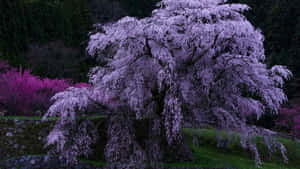 Blossoming Flower Tree In Nature Wallpaper