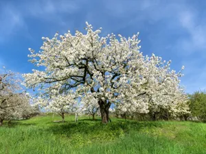 Blossoming Flower Tree In Spring Wallpaper