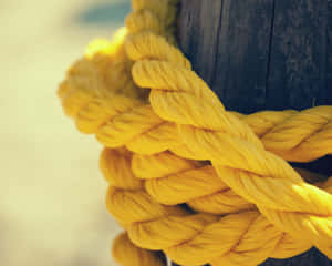 Blossoming Lavender Field Wallpaper