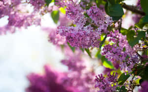 Blossoming Lilac Tree Wallpaper