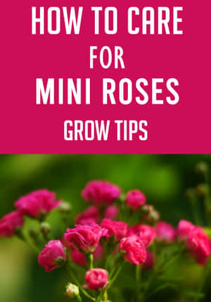 Blossoming Miniature Roses In A Vibrant Garden Wallpaper