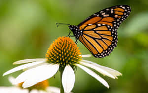 Blossoming Nature In Springtime Wallpaper