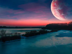 Blossoming Pink Cherry Tree Wallpaper