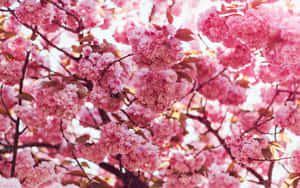 Blossoming Spring Garden In Full Bloom Wallpaper