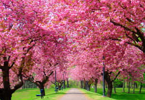 Blossoming Spring Trees In A Lush Green Park Wallpaper