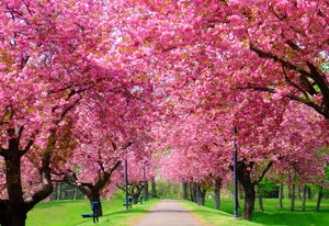 Blossoming Spring Trees In A Lush Green Park Wallpaper