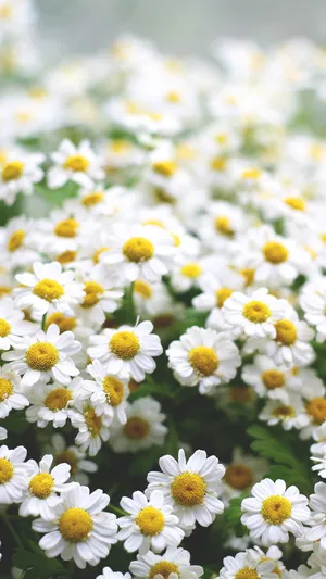 Blossoming White Spring Daisy Iphone Wallpaper