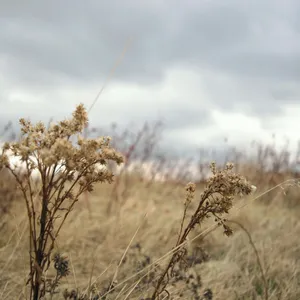 Blowing Autumn Breeze Wallpaper