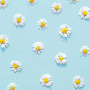 Blue Background Daisy Pattern Wallpaper