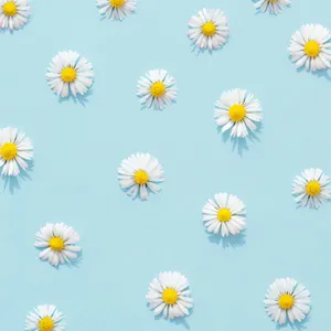 Blue Background Daisy Pattern Wallpaper