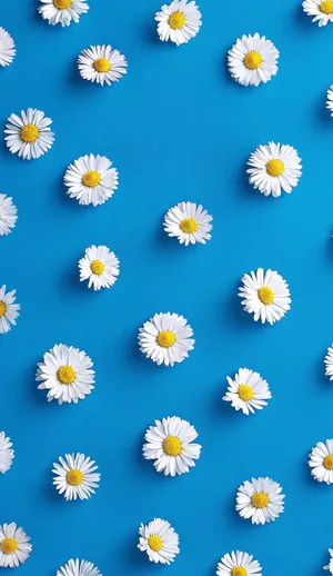 Blue Background Spring Daisy Iphone Wallpaper