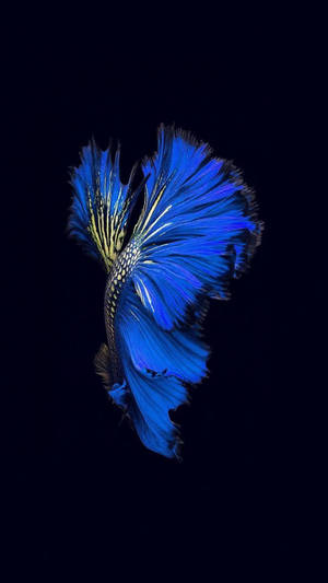 Blue Betta Fish Iphone Ios 10 Wallpaper