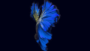 Blue Betta Splendor Wallpaper