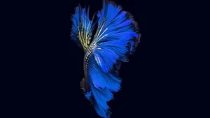 Blue Betta Splendor Wallpaper