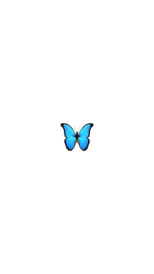 Blue Butterfly Isolated Background Wallpaper