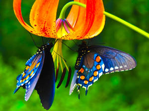 Blue Butterfly Orange Flower Wallpaper