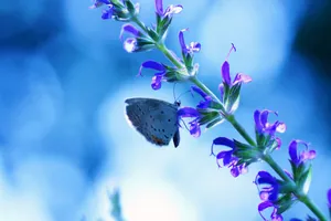 Blue Butterfly Purple Flower Wallpaper