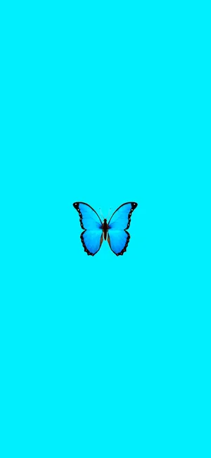 Blue Butterflyon Aqua Background Wallpaper