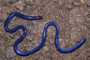 Blue Caecilianon Ground Wallpaper