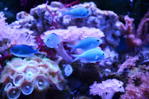 Blue Chromis Reef Fish Wallpaper