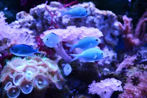 Blue Chromis Reef Fish Wallpaper