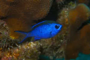 Blue Chromis Reef Fish Wallpaper