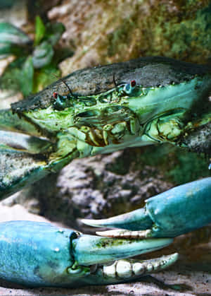 Blue Crab Closeup Wallpaper