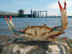 Blue Crab Defensive Pose Wallpaper