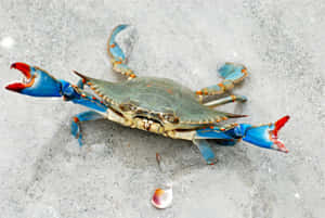 Blue Crab On Sand.jpg Wallpaper