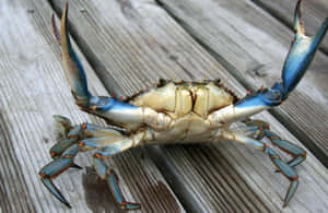 Blue Crab On Wooden Deck Wallpaper